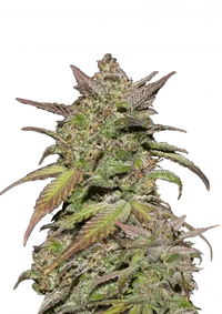 Smoothie Auto