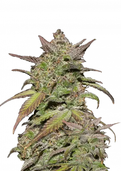 Smoothie Auto