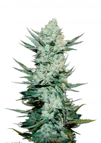Tangie Auto