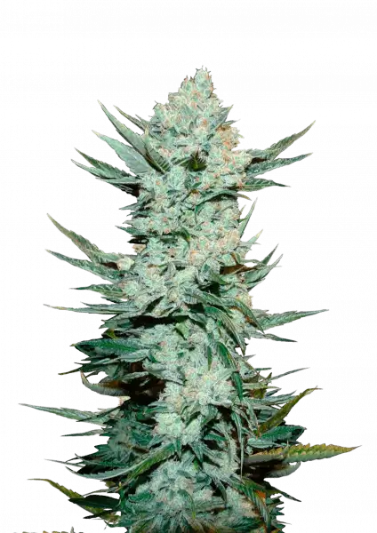Tangie Auto