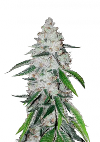 West Coast O.G. Auto