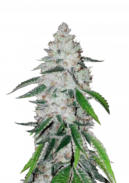 West Coast O.G. Auto