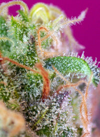 S.A.D. Sweet Afgani Delicious S1®