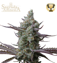 Sagrada Amnesia© Semi di cannabis femminizzati