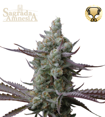 Sagrada Amnesia© Semi di cannabis femminizzati
