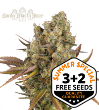 Santa Marta Haze© Semi di cannabis autofiorenti