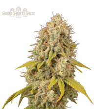 Santa Marta Haze© Semi di cannabis femminizzati