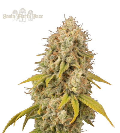 Santa Marta Haze© Semi di cannabis femminizzati