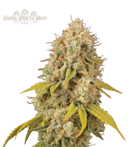 Santa Marta Haze© Semi di cannabis femminizzati