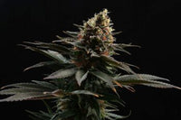 Sativa Dream