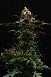 Sativa Dream