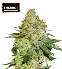 Sherbet Semi di cannabis femminizzati