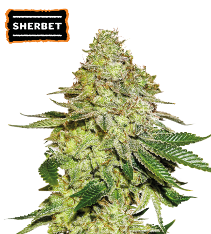 Sherbet Semi di cannabis femminizzati