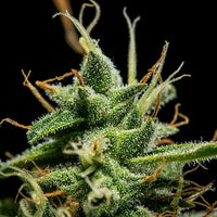 Sherbet Queen Auto