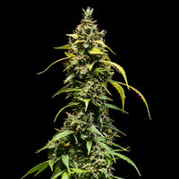 Sherbet Queen Auto