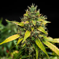Sherbet Queen Auto