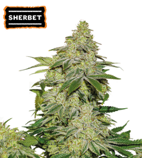 Sherbet Semi di cannabis autofiorenti
