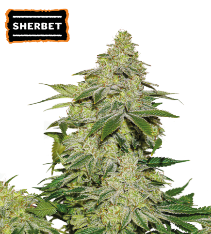 Sherbet Semi di cannabis autofiorenti