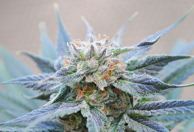 Skunk+