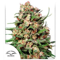 Skunk #1®