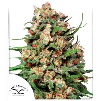 Skunk #1®
