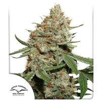 Skunk #11®