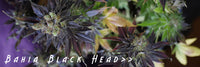 Bahia Black Head Regular®