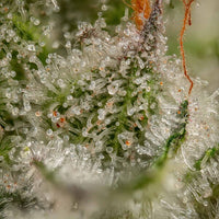 Somango XL