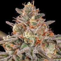 Somango XL