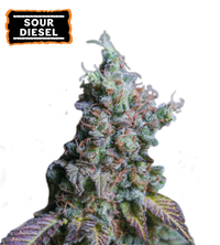 Sour Diesel Semi di cannabis autofiorenti