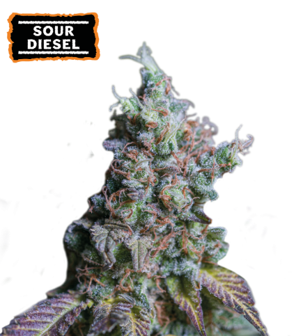 Sour Diesel Semi di cannabis autofiorenti