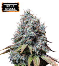 Sour Diesel Semi di cannabis femminizzati