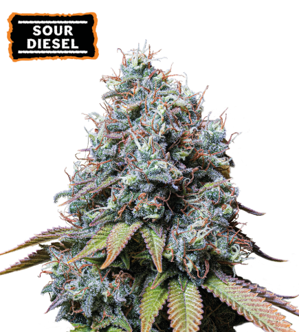 Sour Diesel Semi di cannabis femminizzati