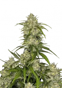 Sour Jealousy Auto™