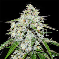 Space Cookies Auto