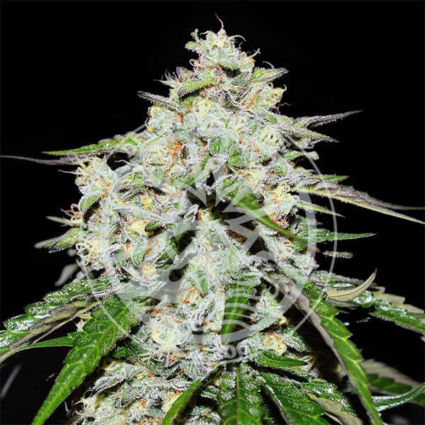 Space Cookies Auto