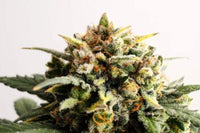 Speedy Boom Auto
