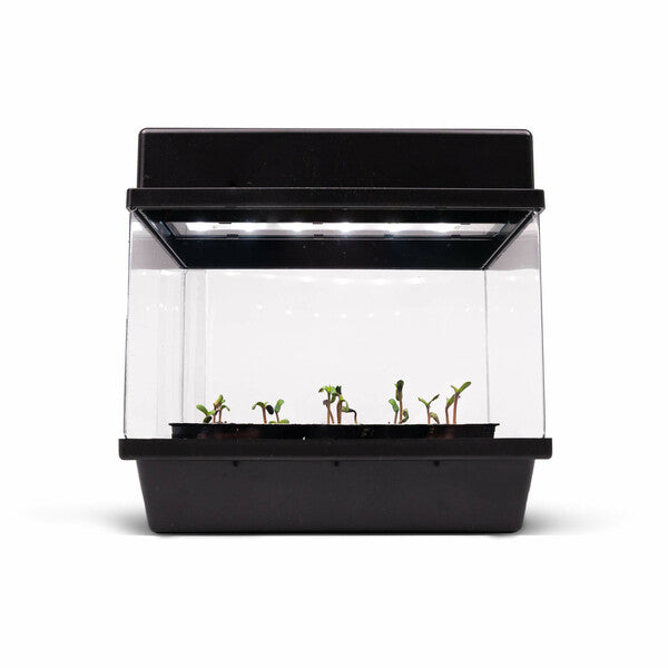 Starter Kit CBD