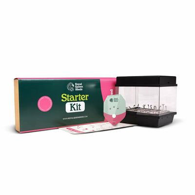 Starter Kit Semi Femminizzati