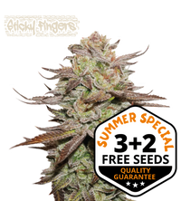 Sticky Fingers© Semi di cannabis autofiorenti