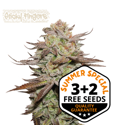 Sticky Fingers© Semi di cannabis autofiorenti