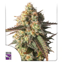 Strawberry Chemdawg OG