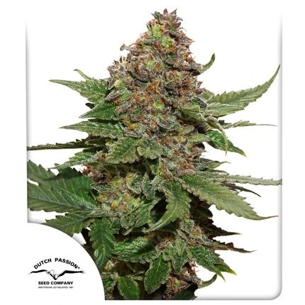 Strawberry Cough®