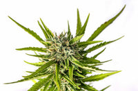 Strawberry Haze Auto