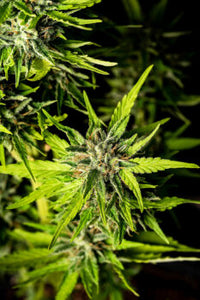 Strawberry Haze Auto