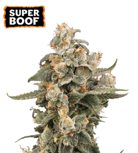 Super Boof Semi di cannabis autofiorenti