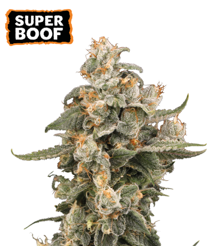 Super Boof Semi di cannabis autofiorenti