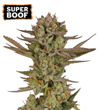 Super Boof Semi di cannabis femminizzati