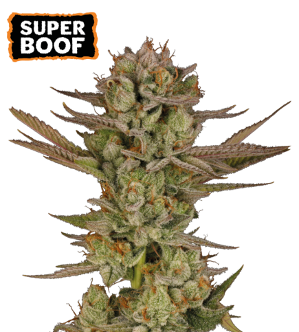 Super Boof Semi di cannabis femminizzati