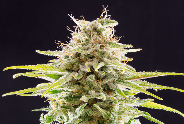 Super OG Kush